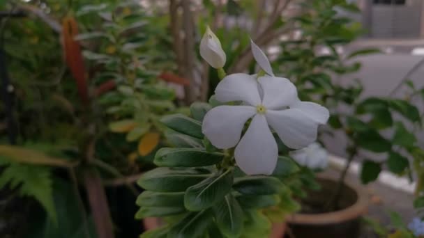 Rodapé Flor Branca Das Pétalas Catharanthus Roseus — Vídeo de Stock