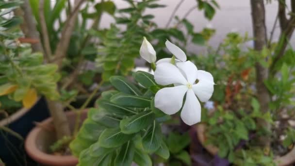 Rodapé Flor Branca Das Pétalas Catharanthus Roseus — Vídeo de Stock