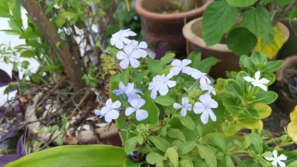 Footage Plumbagaginacease Auriculata Flower — Stock Video
