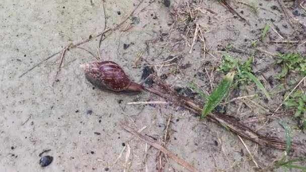 ปภาพของหอยทาก Achatina Fulica คลานบนพ — วีดีโอสต็อก