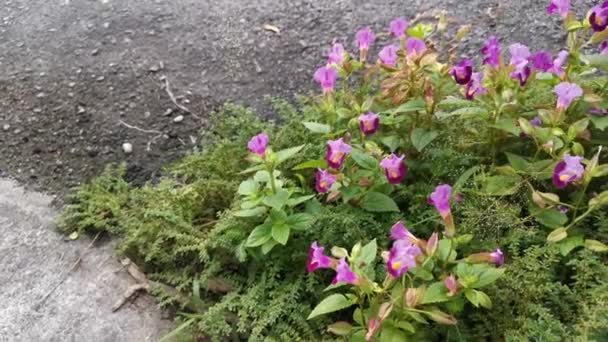 Imágenes Flor Violeta Torenia Fournieri Salvaje Crece Hierba Pilea Microphylla — Vídeos de Stock