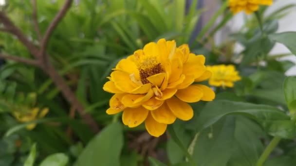 Materiał Filmowy Żółty Cynnia Elegans Kwiat — Wideo stockowe