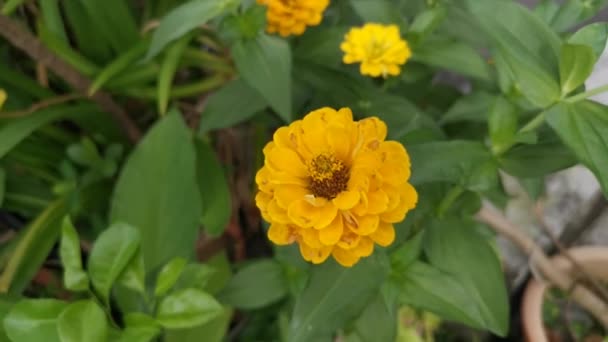 Bilder Den Gula Zinnia Elegans Blomma — Stockvideo