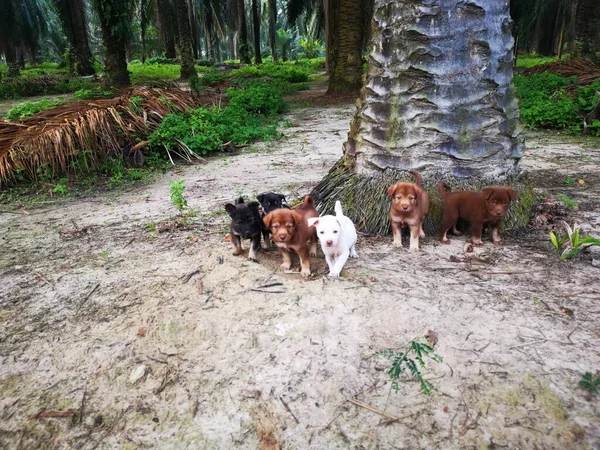 Çiftlikte Poz Veren Vahşi Köpek Yavruları — Stok fotoğraf