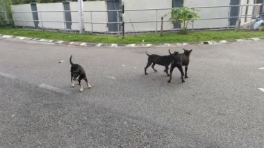 Başıboş anne köpek ve yavrularının görüntüleri.