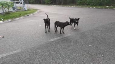 Başıboş anne köpek ve yavrularının görüntüleri.