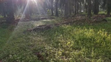 Palmiye yağı kırsalındaki güneş ışınlarının görüntüleri.