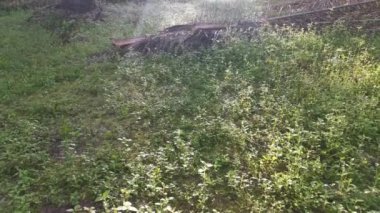 Palmiye yağı kırsalındaki güneş ışınlarının görüntüleri.