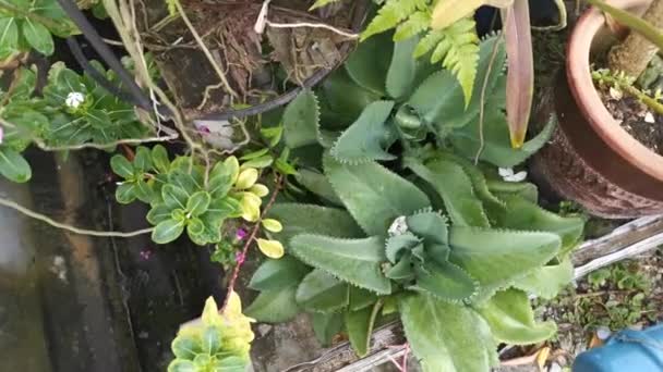 Aufnahmen Der Grünen Pflanze Bryophyllum Pinnatum — Stockvideo