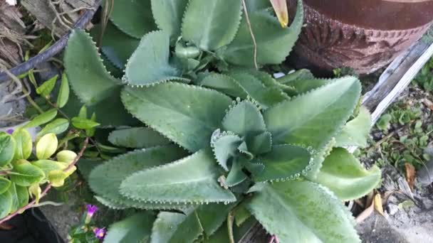 Materiał Filmowy Rośliny Pinnatum Zielonego Briophyllum — Wideo stockowe
