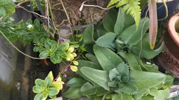 Záběry Zelené Rostliny Pinnatum Bryophyllum — Stock video