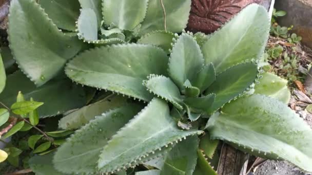 Beelden Van Groene Bryophyllum Pinnatum Plant — Stockvideo