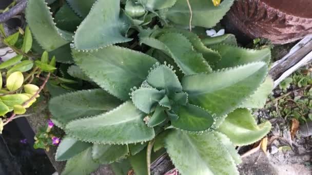 Footage Green Bryophyllum Pinnatum Plant — Stock Video