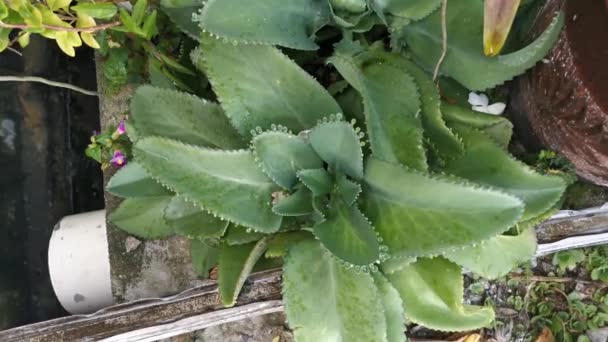 Imágenes Planta Bryophyllum Pinnatum Verde — Vídeos de Stock