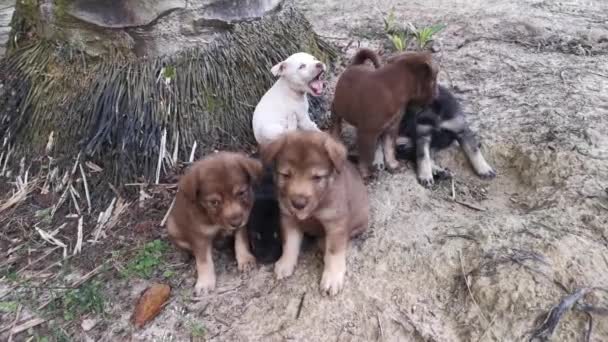 Beelden Van Wilde Pups Plantage — Stockvideo