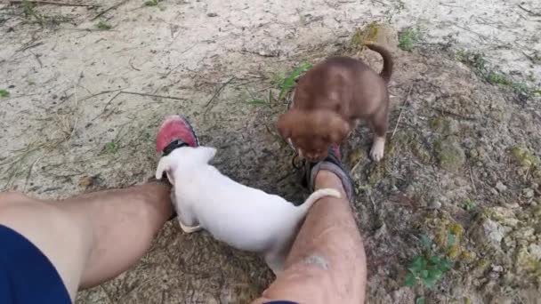 Footage Wild Puppies Plantation — Stock Video