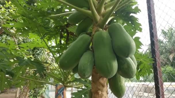 Footage Unriped Papayas Hang Trunk — Stock Video