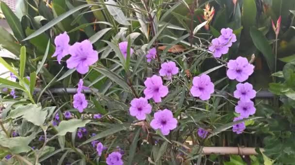 Pie Las Plantas Afelandra Simplex Púrpura — Vídeos de Stock