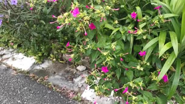 Stopka Pięknego Kwiatu Magenta Mirabilis Jalapa — Wideo stockowe