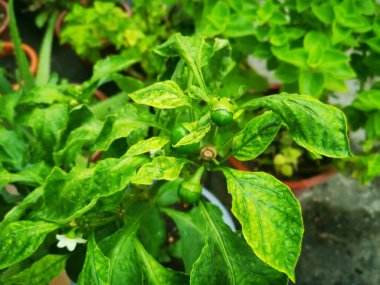 Lazımlık yeşili kapsicum bitkisinin resmi.