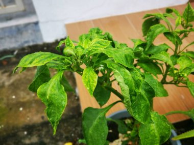 Lazımlık yeşili kapsicum bitkisinin resmi.