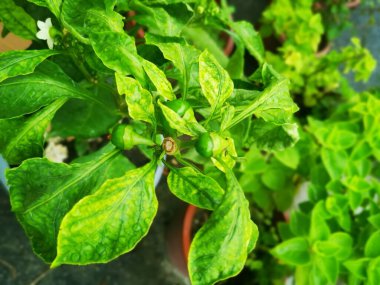 Lazımlık yeşili kapsicum bitkisinin resmi.