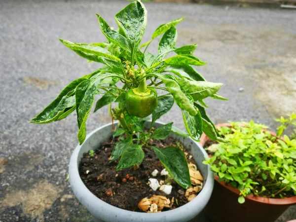 Bild Potta Gröna Capsicum Krukväxt Grönsaker — Stockfoto