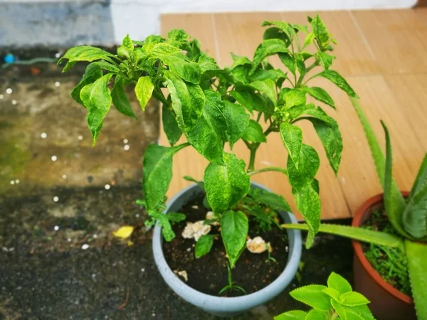 Obrázek Nočník Zelený Capsicum Pokojová Zelenina — Stock fotografie