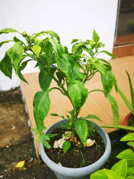 Bild Des Topfgrünen Paprika Zimmerpflanzengemüses — Stockfoto