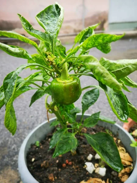 Bild Potta Gröna Capsicum Krukväxt Grönsaker — Stockfoto