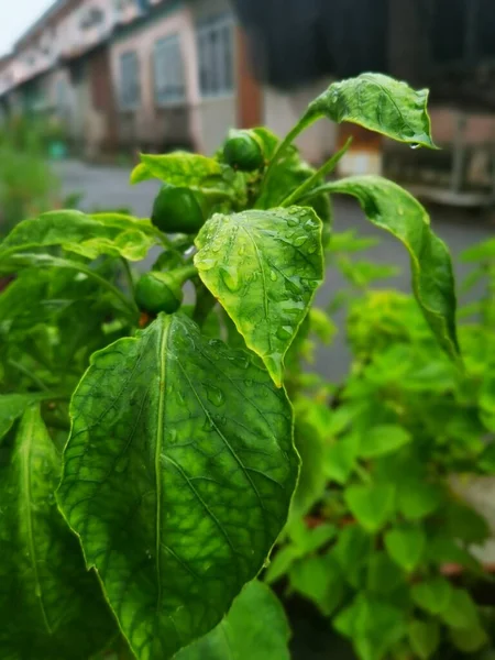 Obraz Nocnik Zielony Capsicum Houseplant Warzyw — Zdjęcie stockowe