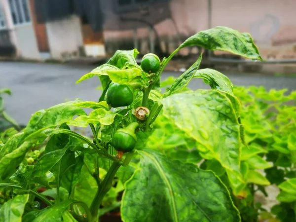 Imagem Verdura Planta Sala Capsicum Verde Potty — Fotografia de Stock