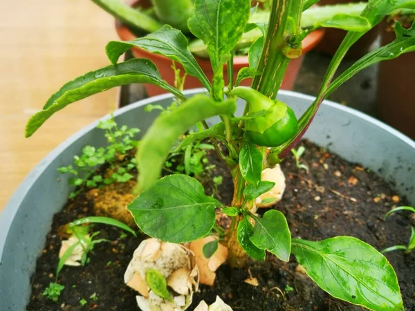 Imagem Verdura Planta Sala Capsicum Verde Potty — Fotografia de Stock