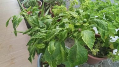 Yeşil lazımlık kapsicum ev bitkisinin görüntüleri..