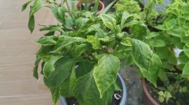 Yeşil lazımlık kapsicum ev bitkisinin görüntüleri..