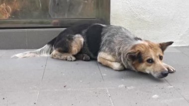 Kapının eşiğinde yaşlı ve pis bir sokak köpeğinin görüntüleri..