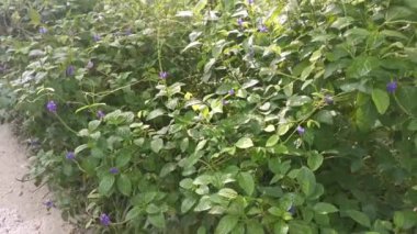 Yol kenarındaki vahşi çalılıkların, stachytarpheta jamaicensis bitkisinin görüntüleri.
