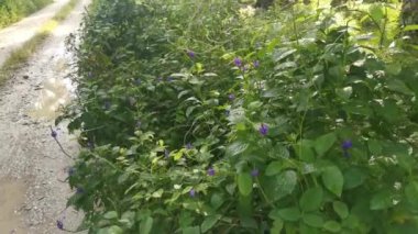 Yol kenarındaki vahşi çalılıkların, stachytarpheta jamaicensis bitkisinin görüntüleri.