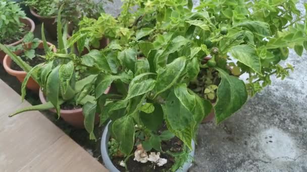 Záběry Zelené Nočníkové Rostliny Capsicum Houseplant Zeleniny — Stock video