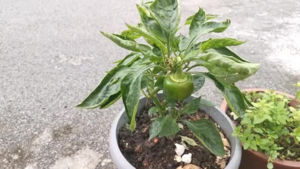 Filmato Verde Vasino Capsicum Pianta Appartamento Vegetale — Video Stock