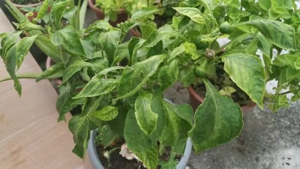 Footage Green Potty Capsicum Houseplant Vegetable — Stock Video