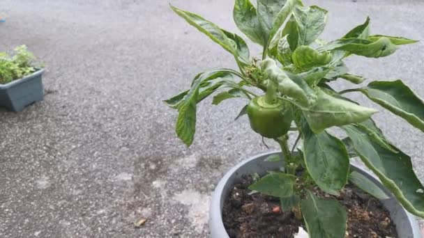 Green Potty Capsicum Houseplant 야채의 — 비디오