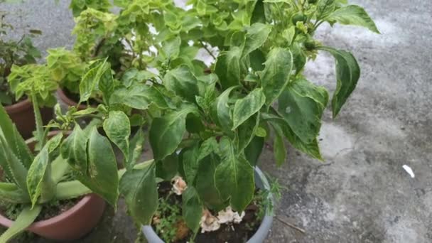 Séquences Vert Pot Capsicum Plante Intérieur Légume — Video
