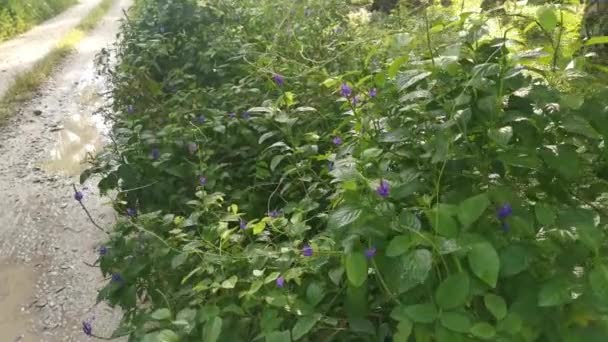 Footage Wild Bushes Stachytarpheta Jamaicensis Plant Roadside — Stock Video