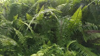 Yeşil vahşi keman başı eğreltiotunun görüntüleri 