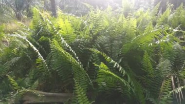 Yeşil vahşi keman başı eğreltiotunun görüntüleri 