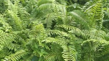 Yeşil vahşi keman başı eğreltiotunun görüntüleri 