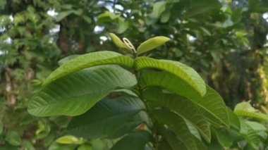 Psidyum guajava yapraklarının görüntüleri.