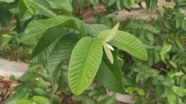 Psidyum guajava yapraklarının görüntüleri.