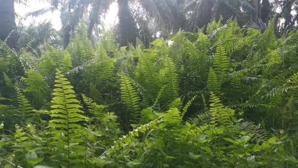 Footage Green Wild Fiddlehead Fern — Stock Video